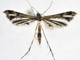 Lantanophaga pusillidactylus